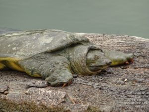 バイタルアンサーの解約方法に落とし穴？メールでしれっとできるの電話番号は？